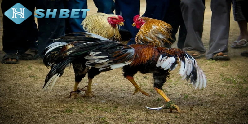 Điểm danh các hình thức đá gà phổ biến tại hệ thống